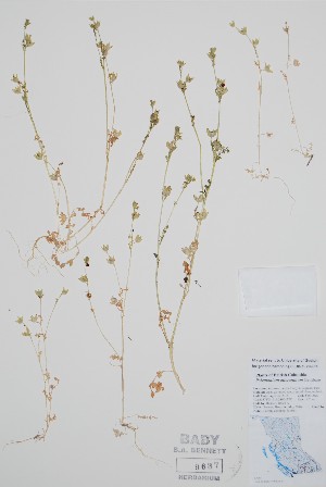  ( - BABY-09637)  @11 [ ] by (2021) Unspecified B.A. Bennett Herbarium (BABY)