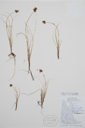  ( - BABY-01434)  @11 [ ] by (2021) Unspecified B.A. Bennett Herbarium (BABY)