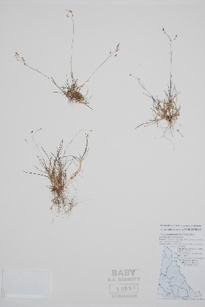  (Poa pseudoabbreviata - BABY-10537)  @11 [ ] by (2021) Unspecified B.A. Bennett Herbarium (BABY)