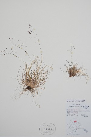  ( - BABY-03593)  @11 [ ] by (2021) Unspecified B.A. Bennett Herbarium (BABY)