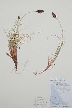  (Carex sabulosa - BABY-07010)  @11 [ ] by (2021) Unspecified B.A. Bennett Herbarium (BABY)