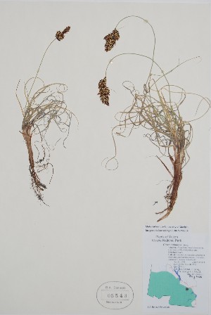  ( - BABY-05543)  @11 [ ] by (2021) Unspecified B.A. Bennett Herbarium (BABY)