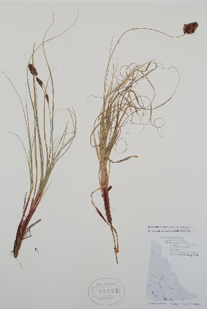  ( - BABY-03832)  @11 [ ] by (2021) Unspecified B.A. Bennett Herbarium (BABY)