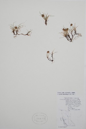  (Carex incurviformis - BABY-04442)  @11 [ ] by (2021) Unspecified B.A. Bennett Herbarium (BABY)