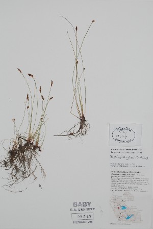  (Eleocharis uniglumis - BABY-08547)  @11 [ ] by (2021) Unspecified B.A. Bennett Herbarium (BABY)