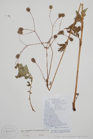  ( - BABY-00867)  @11 [ ] by (2021) Unspecified B.A. Bennett Herbarium (BABY)