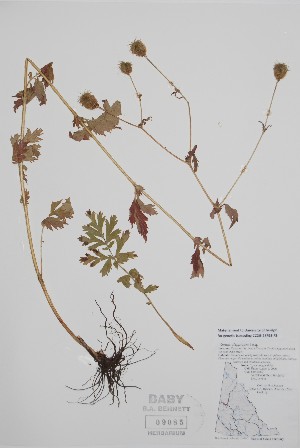  ( - BABY-09085)  @11 [ ] by (2021) Unspecified B.A. Bennett Herbarium (BABY)