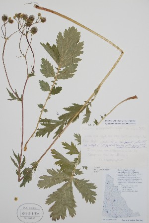  ( - BABY-01511A)  @11 [ ] by (2021) Unspecified B.A. Bennett Herbarium (BABY)