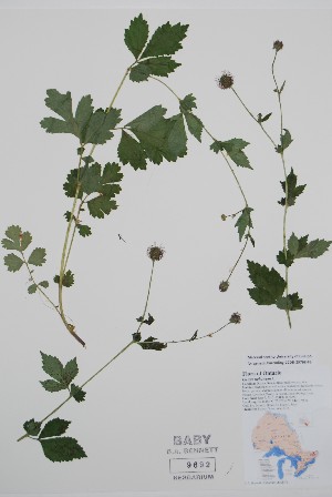  (Geum urbanum - BABY-09692)  @11 [ ] by (2021) Unspecified B.A. Bennett Herbarium (BABY)