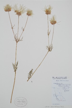  ( - BABY-00173)  @11 [ ] by (2021) Unspecified B.A. Bennett Herbarium (BABY)