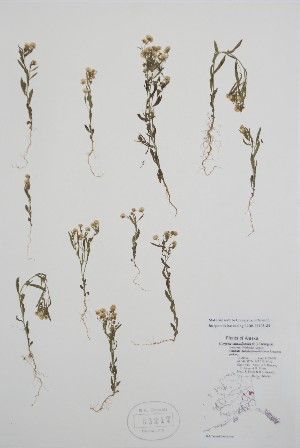  ( - BABY-03217)  @11 [ ] by (2021) Unspecified B.A. Bennett Herbarium (BABY)