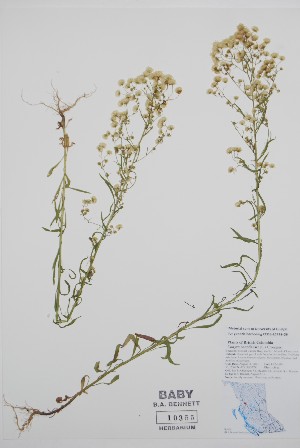  ( - BABY-10355)  @11 [ ] by (2021) Unspecified B.A. Bennett Herbarium (BABY)