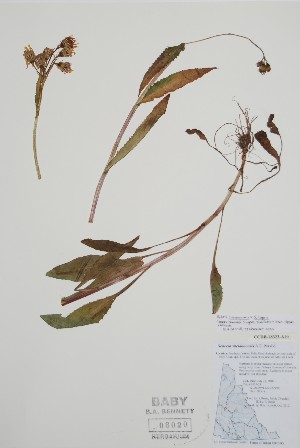  (Senecio triangularis - BABY-08119)  @11 [ ] by (2021) Unspecified B.A. Bennett Herbarium (BABY)