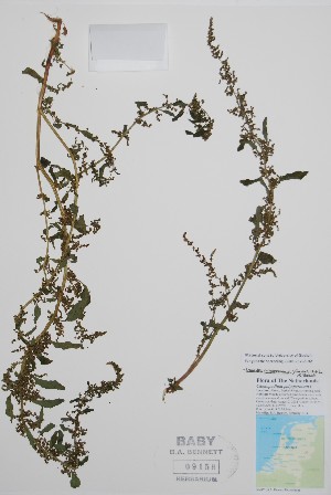  ( - BABY-09158)  @11 [ ] by (2021) Unspecified B.A. Bennett Herbarium (BABY)