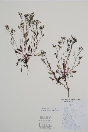  ( - BABY-08272)  @11 [ ] by (2021) Unspecified B.A. Bennett Herbarium (BABY)