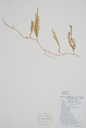  (Lycopodiales - CCDB-25866-A10)  @11 [ ] by (2022) Unspecified B.A. Bennett Herbarium (BABY)
