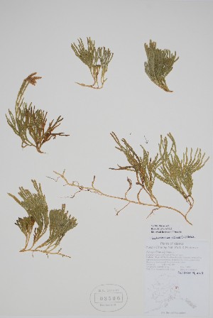  ( - CCDB-25866-A2)  @11 [ ] by (2022) Unspecified B.A. Bennett Herbarium (BABY)