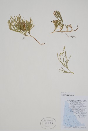  (Diphasiastrum complanatum - CCDB-25866-A6)  @11 [ ] by (2022) Unspecified B.A. Bennett Herbarium (BABY)