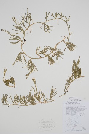  (Diphasiastrum sitchense - CCDB-25866-A7)  @11 [ ] by (2022) Unspecified B.A. Bennett Herbarium (BABY)