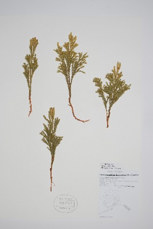  (Dendrolycopodium - CCDB-25866-A9)  @11 [ ] by (2022) Unspecified B.A. Bennett Herbarium (BABY)