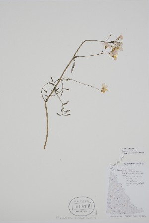  ( - CCDB-25866-B3)  @11 [ ] by (2022) Unspecified B.A. Bennett Herbarium (BABY)