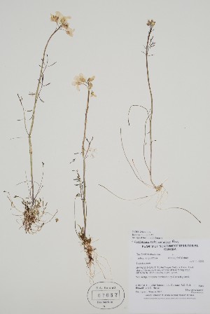  (Cardamine - CCDB-25866-B5)  @11 [ ] by (2022) Unspecified B.A. Bennett Herbarium (BABY)