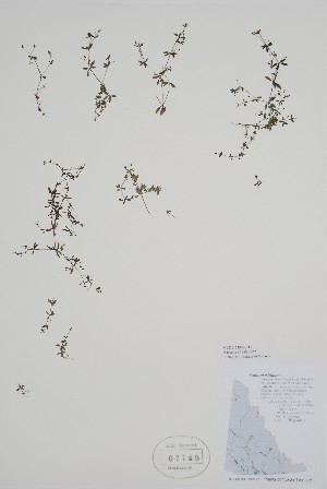  ( - CCDB-25866-C11)  @11 [ ] by (2022) Unspecified B.A. Bennett Herbarium (BABY)