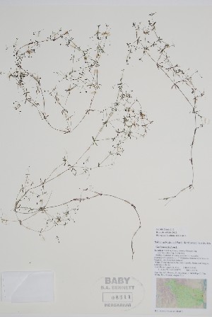  ( - CCDB-25866-C12)  @11 [ ] by (2022) Unspecified B.A. Bennett Herbarium (BABY)