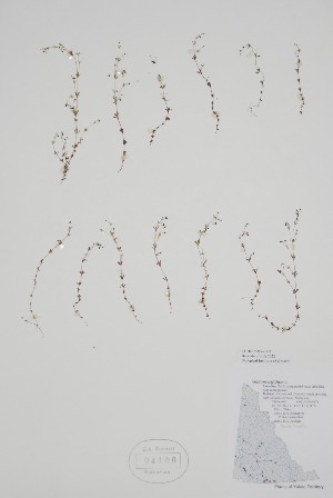  ( - CCDB-25866-D1)  @11 [ ] by (2022) Unspecified B.A. Bennett Herbarium (BABY)