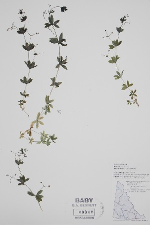  ( - CCDB-25866-D4)  @11 [ ] by (2022) Unspecified B.A. Bennett Herbarium (BABY)