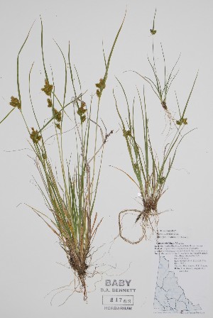  (Carex curvicollis - CCDB-25866-D7)  @11 [ ] by (2022) Unspecified B.A. Bennett Herbarium (BABY)