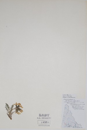  (Oxytropis arctica - CCDB-25866-E7)  @11 [ ] by (2022) Unspecified B.A. Bennett Herbarium (BABY)