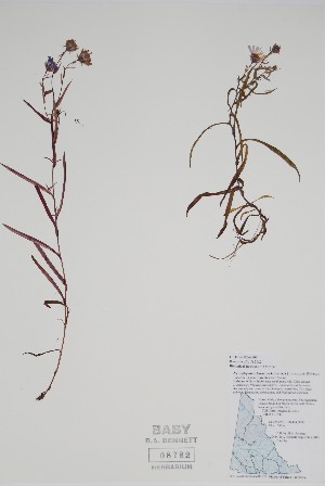  ( - CCDB-25866-F1)  @11 [ ] by (2022) Unspecified B.A. Bennett Herbarium (BABY)