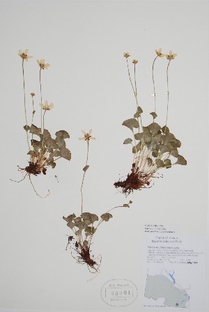  (Parnassia fimbriata - CCDB-25866-F4)  @11 [ ] by (2022) Unspecified B.A. Bennett Herbarium (BABY)