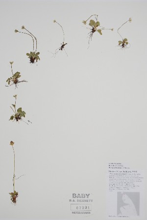  ( - CCDB-25866-F5)  @11 [ ] by (2022) Unspecified B.A. Bennett Herbarium (BABY)