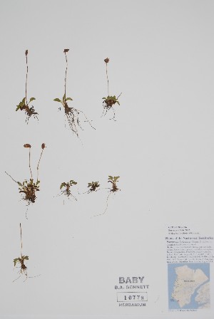  ( - CCDB-25866-F6)  @11 [ ] by (2022) Unspecified B.A. Bennett Herbarium (BABY)