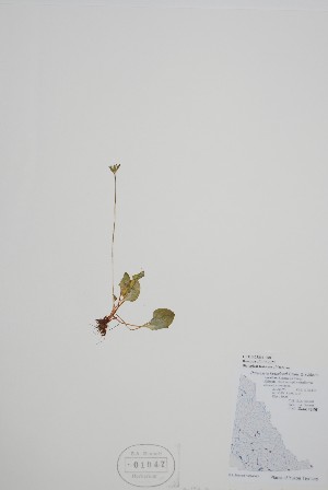  ( - CCDB-25866-F8)  @11 [ ] by (2022) Unspecified B.A. Bennett Herbarium (BABY)