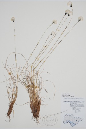  ( - CCDB-25866-G10)  @11 [ ] by (2022) Unspecified B.A. Bennett Herbarium (BABY)