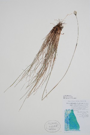  ( - CCDB-25866-G11)  @11 [ ] by (2022) Unspecified B.A. Bennett Herbarium (BABY)