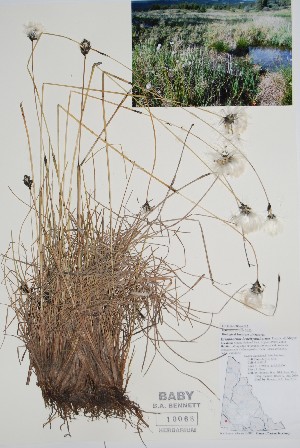 ( - CCDB-25866-G12)  @11 [ ] by (2022) Unspecified B.A. Bennett Herbarium (BABY)