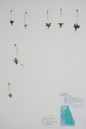  (Parnassia kotzebuei - CCDB-25866-G9)  @11 [ ] by (2022) Unspecified B.A. Bennett Herbarium (BABY)