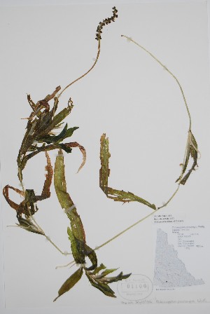  ( - CCDB-25866-H10)  @11 [ ] by (2022) Unspecified B.A. Bennett Herbarium (BABY)