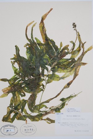  (Potamogeton praelongus - CCDB-25866-H11)  @11 [ ] by (2022) Unspecified B.A. Bennett Herbarium (BABY)