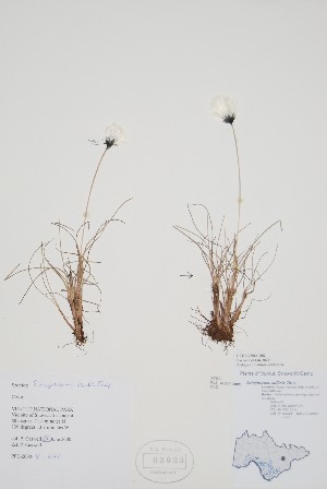  (Eriophorum callitrix - CCDB-25866-H2)  @11 [ ] by (2022) Unspecified B.A. Bennett Herbarium (BABY)