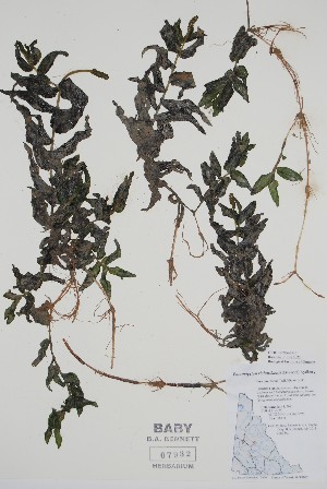  (Potamogeton richardsonii - CCDB-25866-H5)  @11 [ ] by (2022) Unspecified B.A. Bennett Herbarium (BABY)