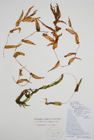  (Potamogeton richardsonii - CCDB-25866-H7)  @11 [ ] by (2022) Unspecified B.A. Bennett Herbarium (BABY)