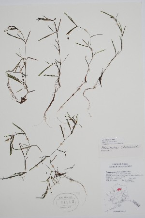  ( - CCDB-25866-H9)  @11 [ ] by (2022) Unspecified B.A. Bennett Herbarium (BABY)