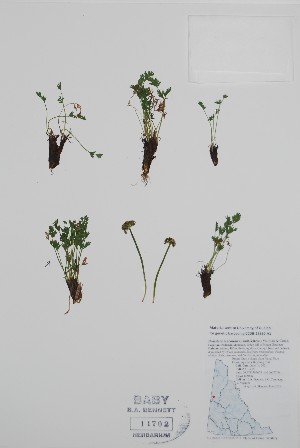  (Podistera macounii - BABY-11702)  @11 [ ] by (2022) Unspecified B.A. Bennett Herbarium (BABY)
