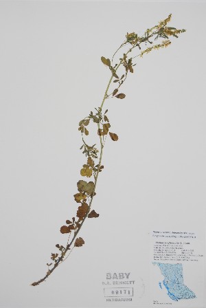  ( - BABY-09171)  @11 [ ] by (2022) Unspecified B.A. Bennett Herbarium (BABY)