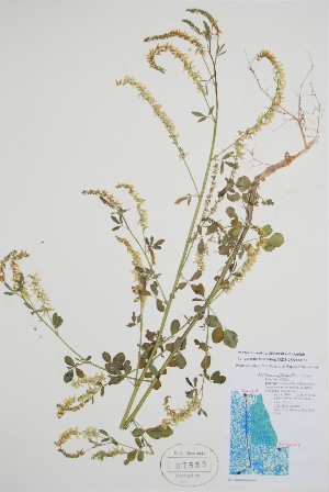  ( - BABY-07555)  @11 [ ] by (2022) Unspecified B.A. Bennett Herbarium (BABY)